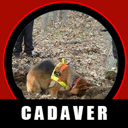 CADAVER dog certification