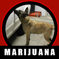 Marijuana Detector Dog Certification