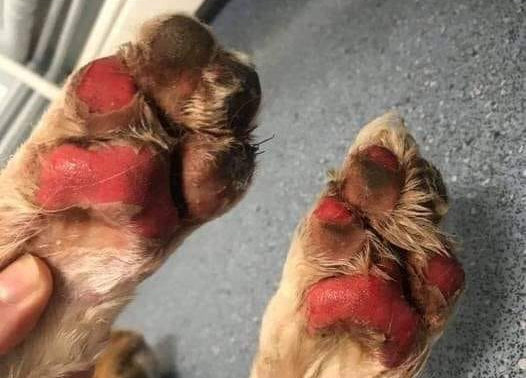 burned dog paws
