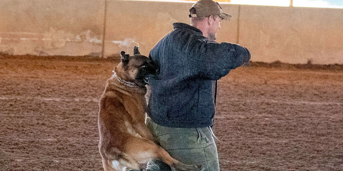 k9 decoy training